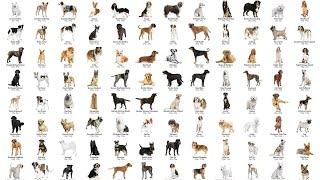 ALL 358 DOG BREEDS IN THE WORLD!