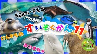 水族館へ行こう！11【子供向け 海のいきものアニメ】ジンベエザメ マンタ ペンギン など20種類の人気の海の生き物やお魚さんたちが大集合！子供が喜ぶ動く海の生き物図鑑【海の生き物の知育動画】