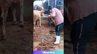 These Ladies are Manure Moving MACHINES! Respect the Hustle! #farming #hardwork #funny  #cleaning