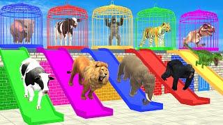 Cow Elephant Lion Gorilla Tiger T-Rex 3d Animal Long Slide Game Funny 3d Paint Animals Cage Game