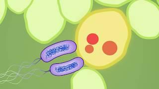 Evolution of plant pathogenic bacteria to defeat host resistance