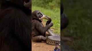 Baby Gorilla vs Snake