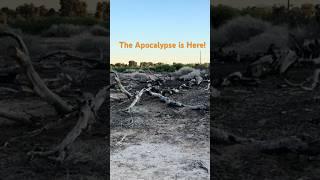 Warning ️ The Apocalypse is NOW!!! #shorts #short #apocalypse