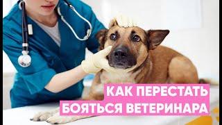 Поход к ветеринару Как подготовить собаку к визиту в вет. клинику?