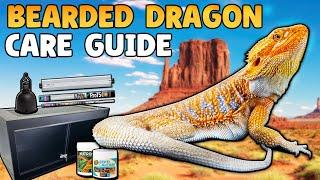 Bearded Dragon Care