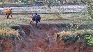 Hyena Chases Wildebeest Off a Cliff