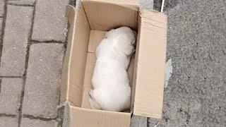 Lying trembling in a paper box, a 3-week-old puppy was crying and calling for his mother