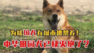 6分钟了解，中华田园犬为什么被禁养？如今慢慢消失！它招惹谁了【猫is博士】