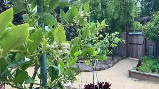 Bearss Lime Tree, Persian Lime, or Tahiti Lime, Santa Cruz, Ca, Zone. 9b