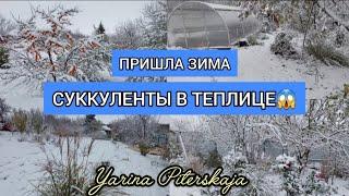 Пришла зима.Суккуленты в теплице