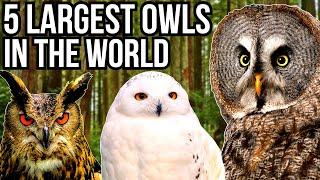 5 Of The Largest Owl Species In The World