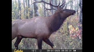 Manitoba Elk Season Teaser 2023!