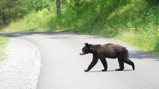 Bears of Cades Cove