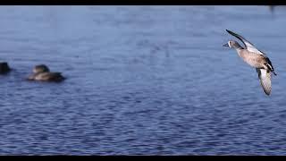 blue winged teal landing