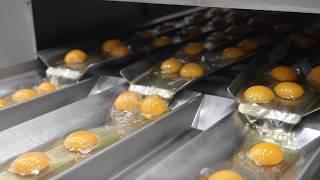 Mass Production of Liquid Eggs: Inside a Japanese Factory Using 1.3 Billion Eggs Annually!