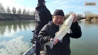 STRIPER FISHING in Live Oak  on the Feather River 2024