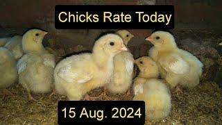 15 Aug. Chicks Rate Today