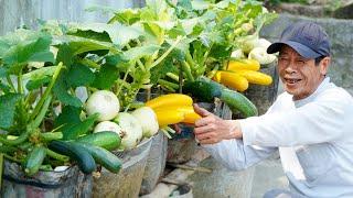 Sind Mütter überrascht, wie man zu Hause superproduktive Zucchini anbaut?