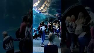 Aquarium in Poland | Video Credit@ Mr. Ved Dubey