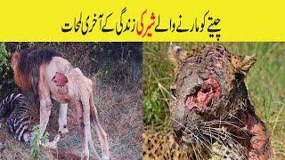 Why Lion Is Dangerous Animal In The World | ABR Kohati TV