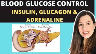 Control of BLOOD GLUCOSE: The role of insulin, glucagon and adrenaline. The second messenger model