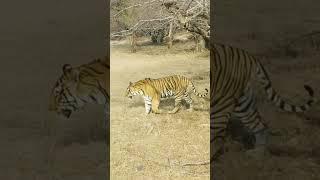 Very Good Tiger Sighting John 8 Tiger 2310