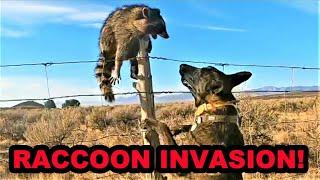 100% NATURAL WAY to Control Invasive Raccoons.