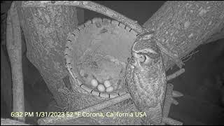 Live Owl Camera, Corona, California, USA, January 31, 2023