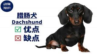 腊肠犬：优点&缺点！