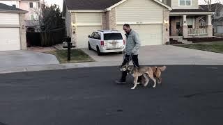 Two Dogs Walking