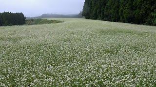 ソバの花の白いじゅうたん