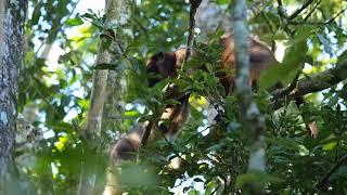 Lumholtz Tree kangaroo