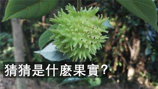 室内不花钱的装饰绿植之五，如何从种子开始种植菠萝蜜？