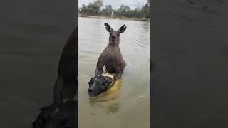 Kangaroo's Unique Defense Against Dogs