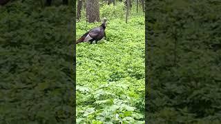 Double Beard Trophy #turkeys #turkeyseason #outdoors #nature #share #naturephotography #naturelovers