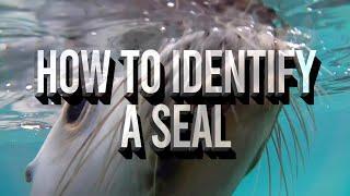 How to Identify a Seal