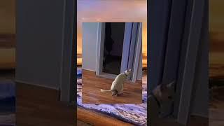 Are you okay meong?? #funnyvideo #cat #shorts