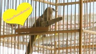 *Amazing Birdie* bulbul singing - Relaxation