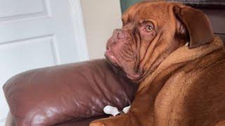 TV Opera Dog: Pup Enthralled by Music Howls Along Hilariously! || WooGlobe