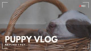 PUPPY VLOG: NOWE LOKUM I NOWA FOTOSESJA | PAULINA I PSY