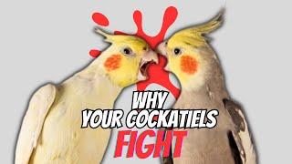 5 Reasons Why Your Cockatiels Fight