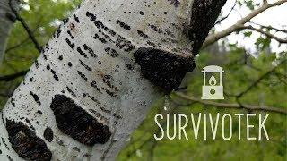 Quaking Aspen Tree | Edible Medicinal Plants