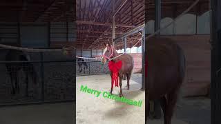 A Pony For Christmas!! #horses #farm #horseriding