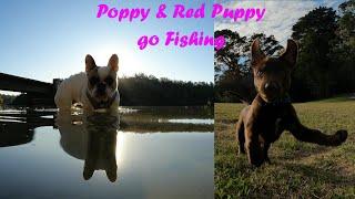 Poppy  French Bulldog & Red Dog Puppy go Fishing