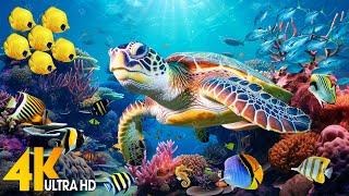 [NEW] 11HR Stunning 4K Underwater Footage - Rare & Colorful Sea Life Video-Relaxing Sleep Music #113