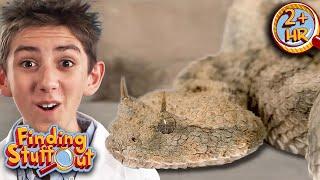 Reptiles You Won't Believe Exist! | Finding Stuff Out | 9 Story Fun