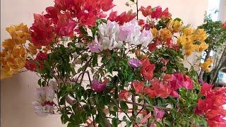 Bougainvillea Glabra | Grafting | (5 color in 1) . [FarmHand Bans]