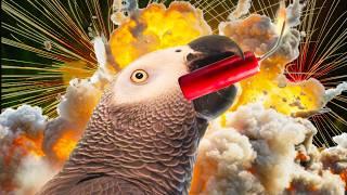 My Parrot Reacts to Fireworks