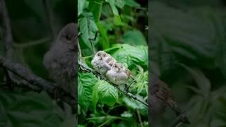 Fluffy little chicken nuggets  #birds #birding #wildlifephotography
