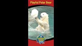 PLAYFUL POLAR BEAR, LATIKAS WORLD #Shorts